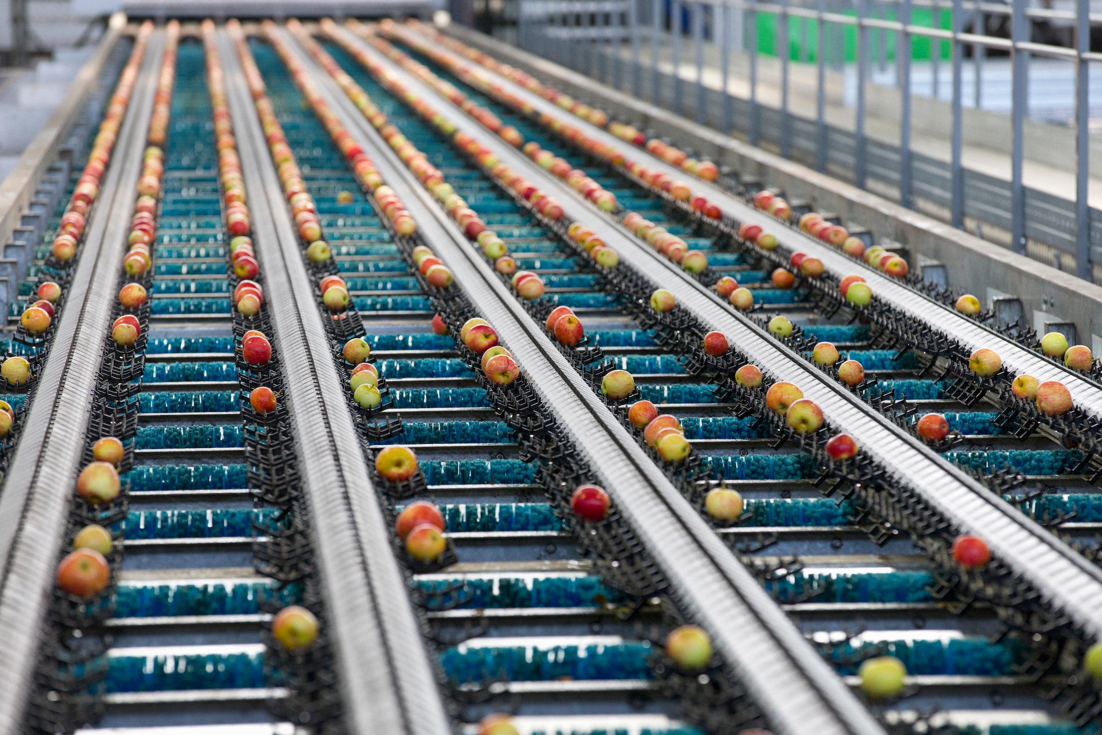 Apples On Conveyor Belt